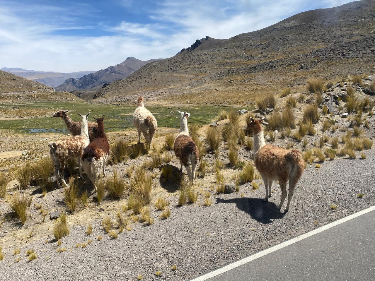 ENCUENTRO DE UNIDAD MUNDIAL - PERÚ 2025 (Arequipa / Valle del Colca)