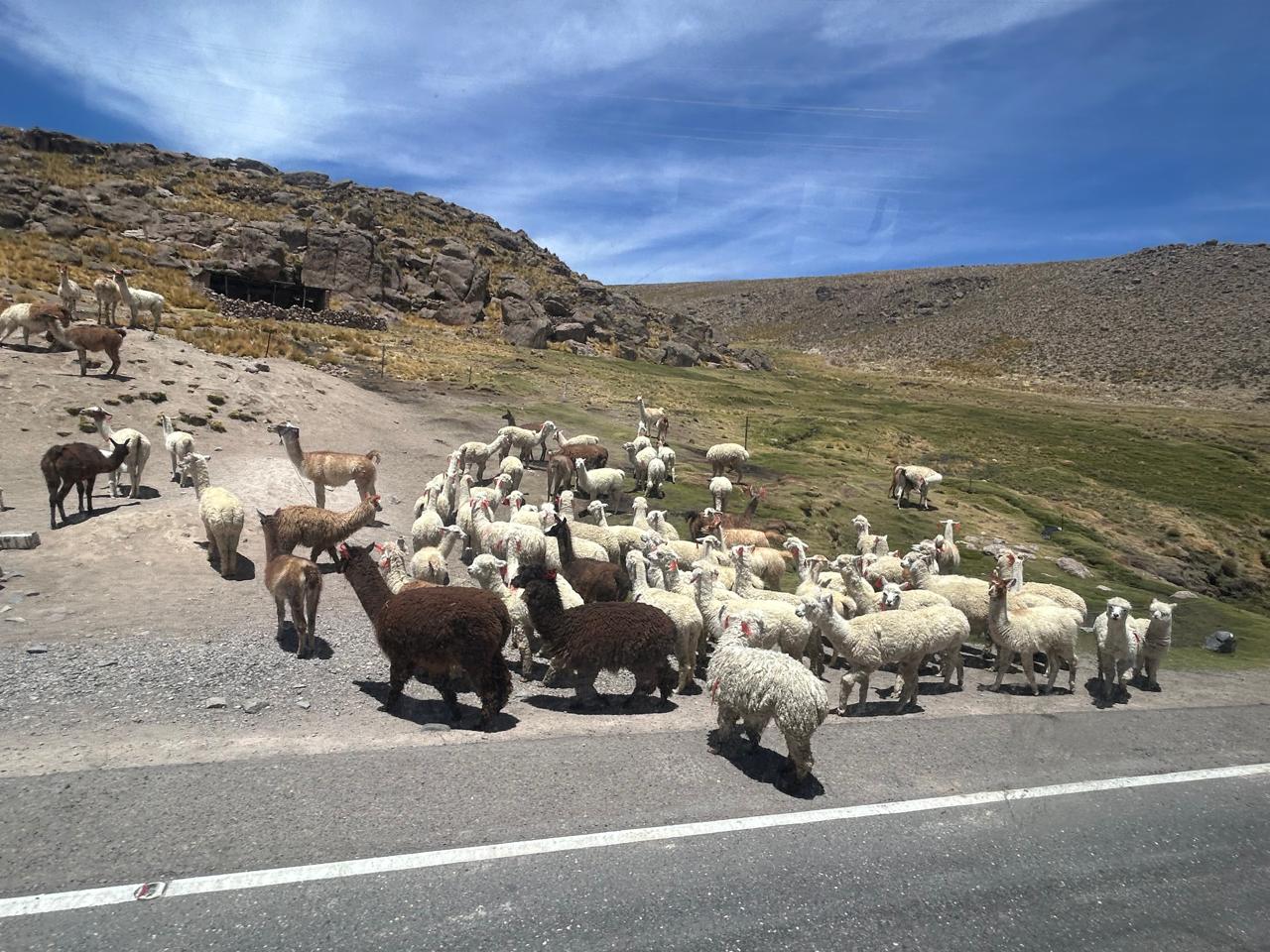 ENCUENTRO DE UNIDAD MUNDIAL - PERÚ 2025 (Arequipa / Valle del Colca)